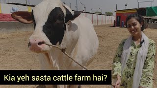 UDF Cattle Farm  This Video Is For The Lovers Of Size amp Weight  Karachi Mandi 2023  Part 1 [upl. by Nemra]