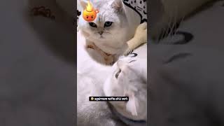 catvideo cats catlover caty dancecat funny clevercats catsmoves [upl. by Nylyoj]