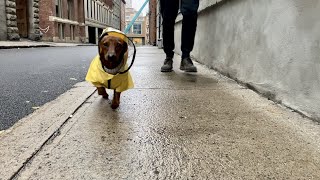 Mini dachshund tip toes through the rain [upl. by Baldwin]