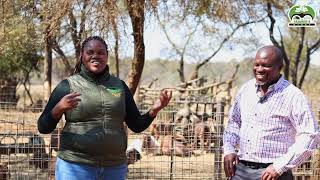 Kalahari Red Goat Farming in Zimbabwe [upl. by Raynell]