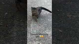 Part two of Clyde cat kitten cute pets petcat animals cutecat talkingcat [upl. by Wills924]