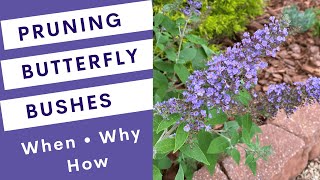 Pruning Butterfly Bushes Buddleia [upl. by Ahsinod831]