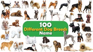 100 Dogs Breeds Names With Pictures II Dog Breeds II 100 Most Popular Dog Breeds in the World [upl. by Yngad878]