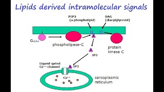 Lipids Lecture 8 Lipid derived signal molecules part a [upl. by Jacobo391]