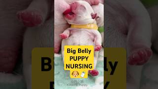 Yellow Red Nose French Bulldog Puppies Drink Milk Mom nursing puppy bulldog [upl. by Veda694]