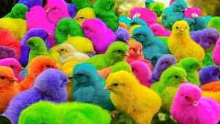 Ayam Lucu ayam warna warni ayam rainbow kelinci lucu bebek lucu ikan koi Hewan Lucu 01 [upl. by Tandie]