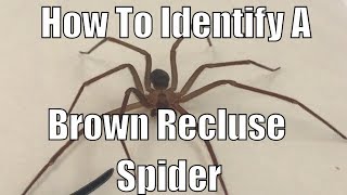 How to identify a brown recluse spider [upl. by Welcher]