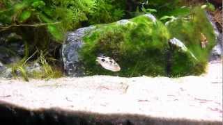 Aquarium Puffer Freshwater sole  Achirus Achirus crystal red shrimp Rasbora Galaxy [upl. by Nothsa311]