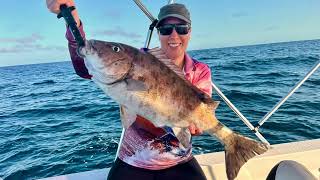 Rock Cod Shoals Fishing and Tiger shark [upl. by Leontine]