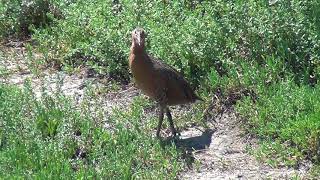 North American Wildlife  Ridgways Rail mating calling amp vocalizing [upl. by Lebiram995]