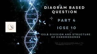 ICSE Class 10 Biology  Chromosome and Cell Division Explained  DiagramBased Question Part 4 [upl. by Leivad539]