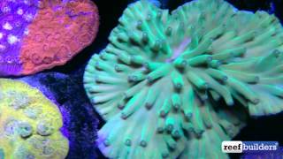 Dark Horse Hero Coral Turbinaria heronensis [upl. by Yonah]