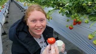 1 hour UNLIMITED strawberry picking amp eating at a Japanese farm  Best local experience in Japan [upl. by Lled]