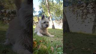 Cairn terrier dog has fun at playtime [upl. by Eilrahs785]