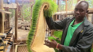 Hydroponics fodder we make 8kg of fodder from 1kg of barley [upl. by Ymaral]