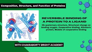 Reversible Binding of a Protein to a Ligand II Structural Change in Hemoglobin on Oxygen Binding [upl. by Longerich]