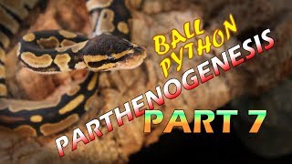 Ball Python Parthenogenesis Part 7 Do We Have A Defect [upl. by Carper770]