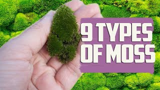 Common Types of Moss for Design  Moss in Your Garden [upl. by Nizam]