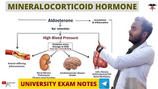 Mineralocorticoids  Aldosterone Hormone  Endocrine Physiology [upl. by Ahsitil514]