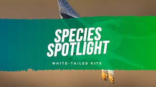 Whitetailed kite Species Spotlight [upl. by Keriann]