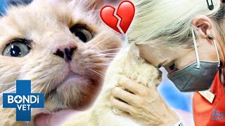 Saying Goodbye To Very Sick Elderly Cat 💔 Bondi Vet Clips  Bondi Vet [upl. by Ophelie998]