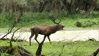 Caccia Fotografica Cervo Deer Hunting caccia video cervo deer hunting hunt caza ciervo [upl. by Marianne]