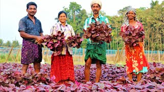 Organic Red Amaranthus CultivationHow To Plant Amaranths Red Giving high yield of amaranthus [upl. by Leak]