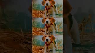 Beagle dog shoryoutube dogvideo doraemon beaglepuppy2monthpuppyshoryoutubeytshortsshortvideo [upl. by Malva]