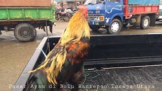 PASAR AYAM DI BOLU PASAR HEWAN TERBESAR DI RANTEPAO TORAJA UTARA [upl. by Larkin]