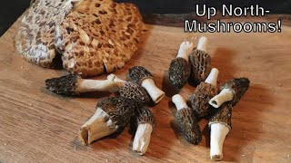 Wild Mushroom Harvest Cooking Morels amp Pheasant Back [upl. by Nordine]