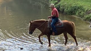 Trail riding video of Wendy 6 year old Haflinger mare horse for sale [upl. by Ysle]