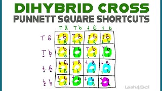 Dihybrid cross Genetics  racetutorial cnu [upl. by Gaeta]