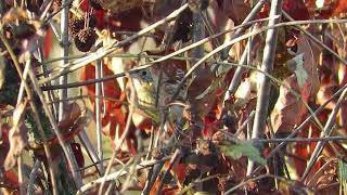 LeContes Sparrow at Woolsey Wet Prairie NW Arkansas [upl. by Oguh]