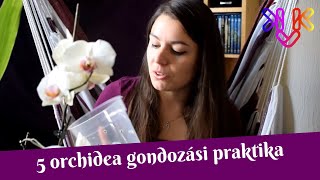 Orchidea gondozása  5 praktika ami segíti az orchideák fejlődését [upl. by Aciret]