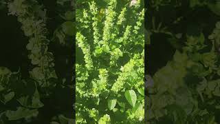 Bees Pollinating Basil flowes bees Savethebees Gardeninglife [upl. by Lina]