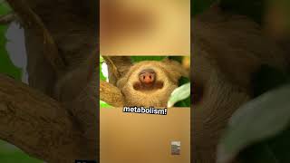 The Real Reason Sloths Are Super Slow Sloths SlowAnimals Nature [upl. by Ahsropal]