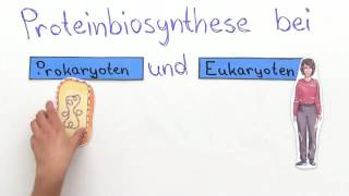 PROTEINBIOSYNTHESE  VERGLEICH VON PROKARYOTEN UND EUKARYOTEN  Biologie [upl. by Anomer6]