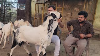 Finest Set Kota Bakre Palehue At AB Goat Farm Mira Road Mumbai  Palai Setup Results [upl. by Fasano286]