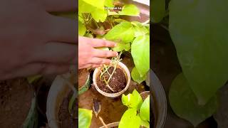 Homemade Organic fertilizer for plants from Kitchen waste ☘️😱 shorts organicfertilizer plants [upl. by Shriner870]