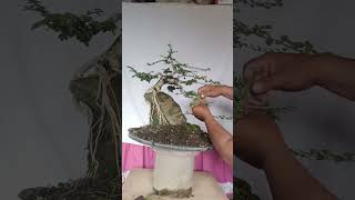 PREMNA MICROPHYLLA BONSAI [upl. by Airpal]