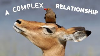 The Oxpecker and Their Hosts A Complex Relationship [upl. by Annod]