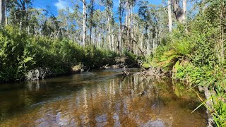 Creek Fishing in Gippslands High Country [upl. by Yam]