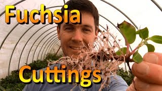 How to Propagate Cuttings of Fuchsia  Rooting Cuttings of Plants [upl. by Odyssey]