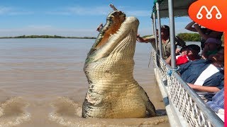 O GIGANTE CROCODILO BRUTUS [upl. by Levinson]