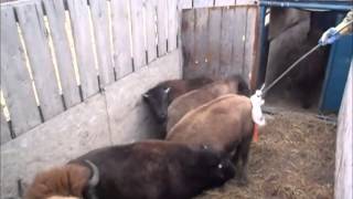 Tagging Alberta Bison [upl. by Sherlocke]