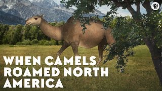 When Camels Roamed North America [upl. by Trellas666]