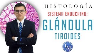 Histología  Sistema endocrino  Glándula tiroides [upl. by Matthus]