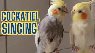 cockatiel singing cockatiel singing september easy songs for cockatiels to learn family cockatiel [upl. by Lledniw368]