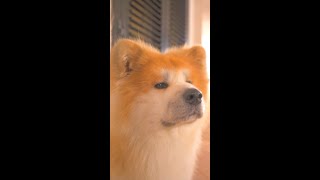 The cutest Akita dog Please check the longer version from the channel below ⇩⇩ [upl. by Uot]