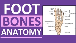 Foot Bones Anatomy Mnemonic Tarsals Metatarsals Phalanges [upl. by Anatollo571]